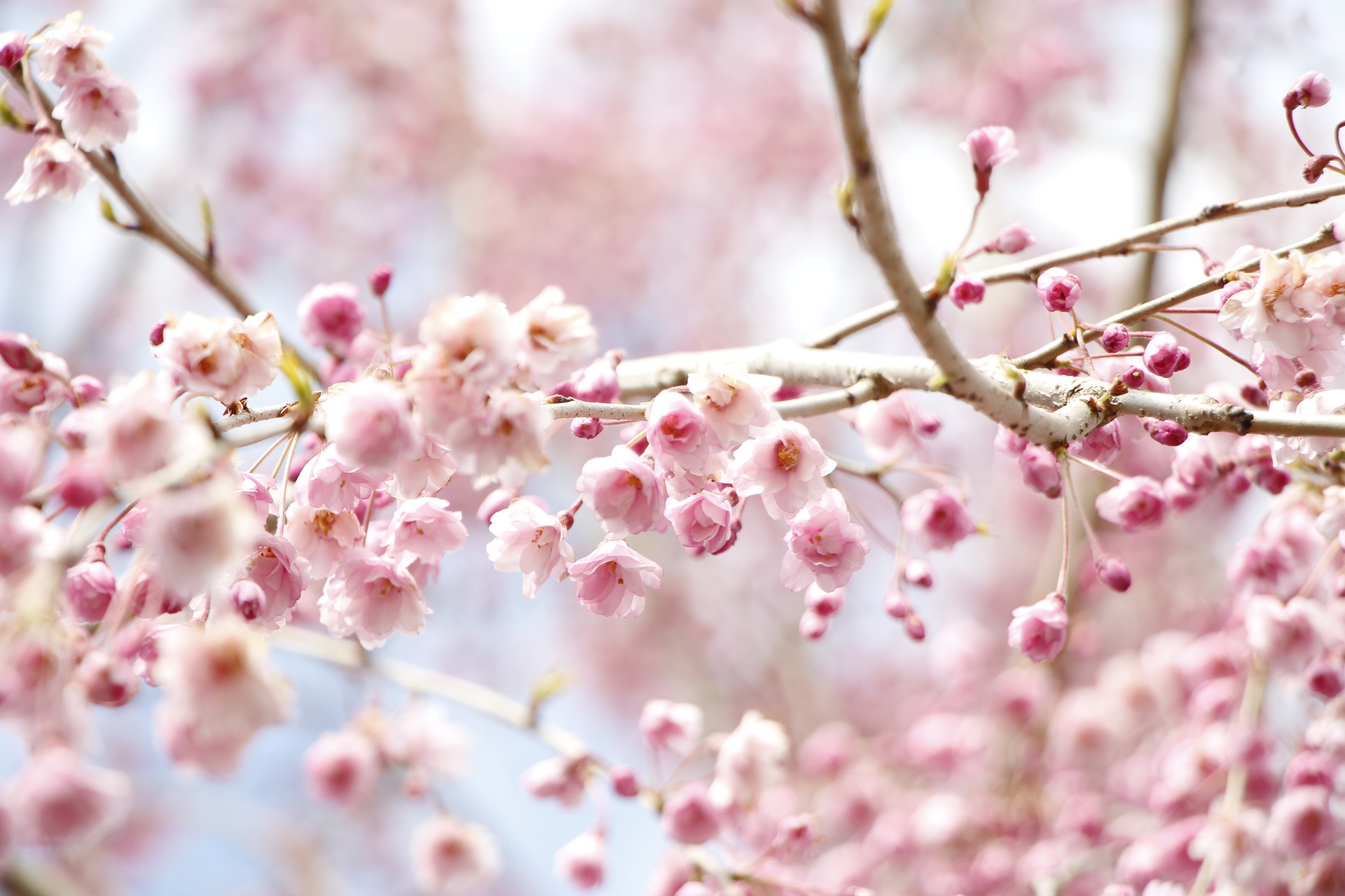 weeping-cherry-tree-flowers