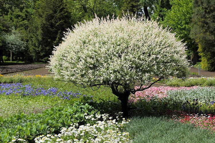 willow tree in a field of flowers