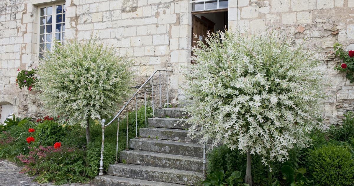 willow trees by the steps of the house