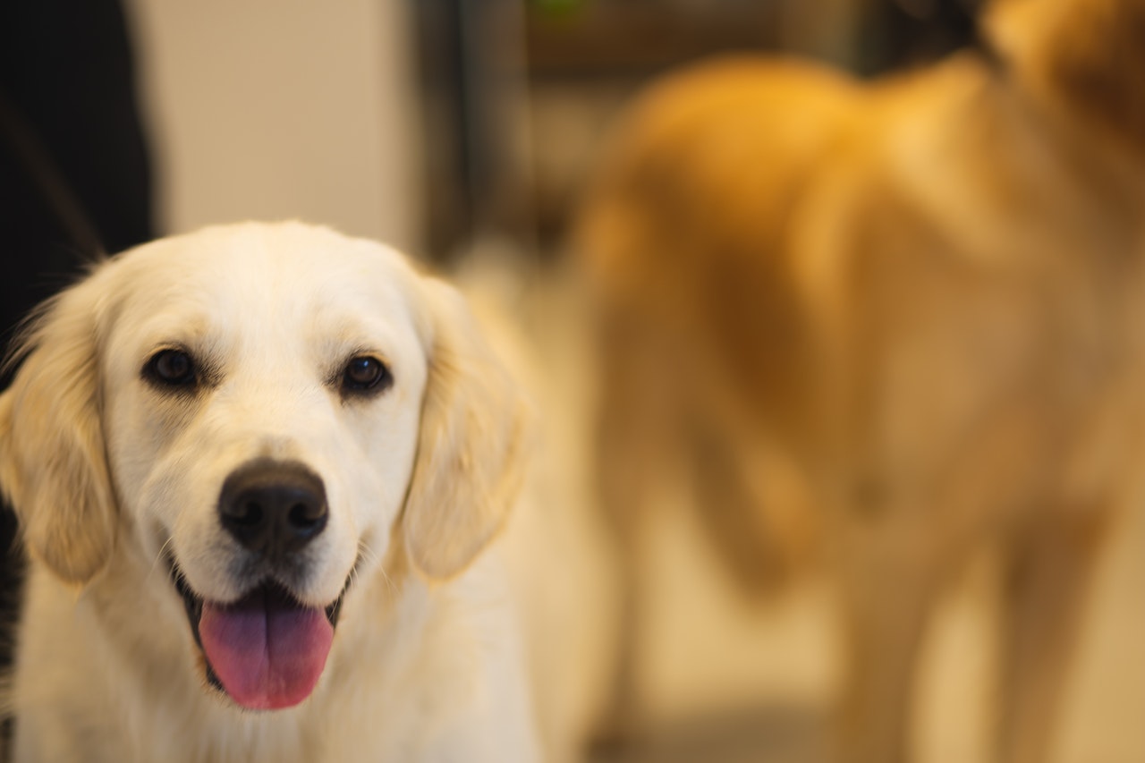 happy labrador