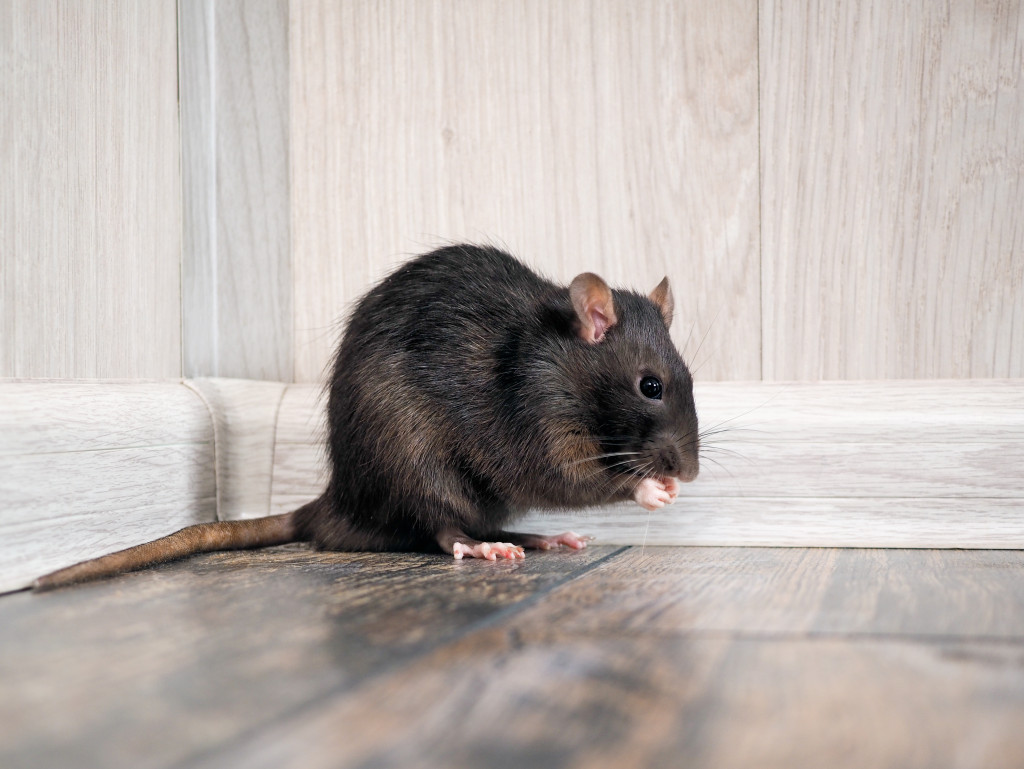 rat in home concept of pest infestation