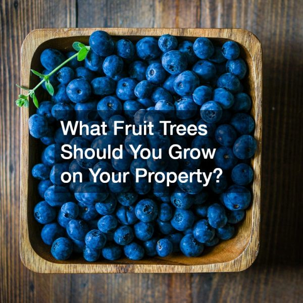 What Fruit Trees Should You Grow on Your Property?